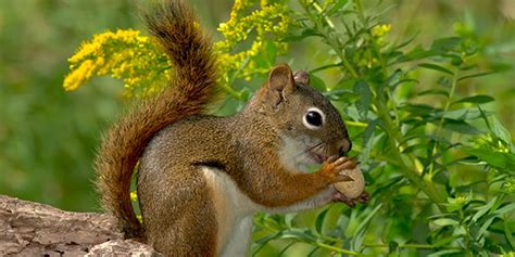 American Red Squirrel | National Wildlife Federation