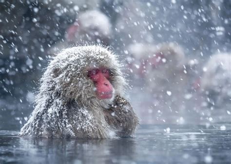 Hot Springs Help Japan's Snow Monkeys Cope With The Cold