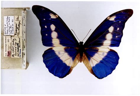 Morpho rhetenor helena (type specimens)