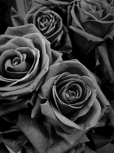 Roses greyscale | Rosas negras, Estética gris, Collage de pared