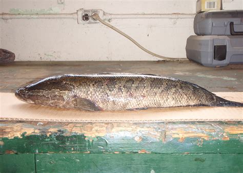 Be alert for invasive northern snakeheads | Mississippi State ...