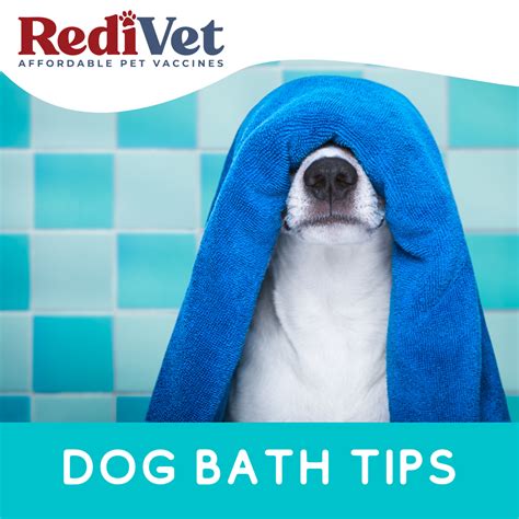 Dog Bath Tips - Vots.vet