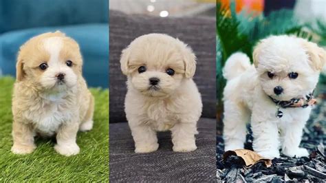 Teacup Maltipoo | 12 Surprising Facts You Should Know