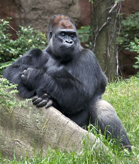 Western Lowland Gorilla | Animal Wildlife