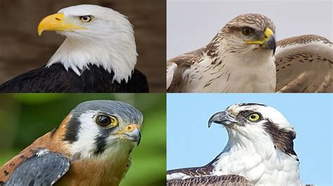 Eagles, Hawks, Falcons, and Ospreys: What's the Difference? - YouTube