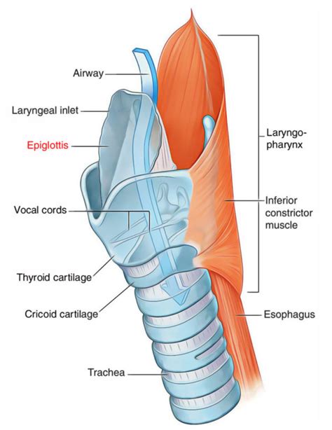 Epiglottis Anatomy – Earth's Lab