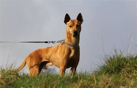 Phu Quoc Ridgeback: the unique local dog in Vietnam