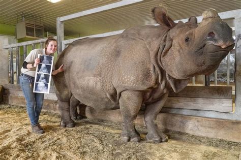 Rhinoceros are extinct? How zoos are helping in conservation