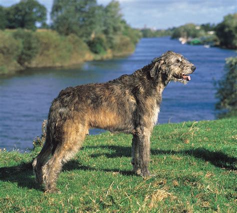 Irish Wolfhound dog near the water photo and wallpaper. Beautiful Irish ...