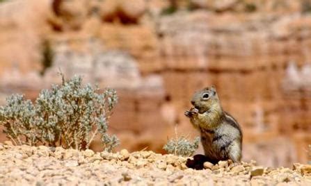 Bryce Canyon - Recreation in Utah's state and national parks.