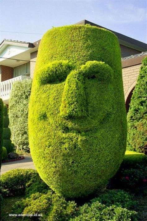 Face shrub | Topiary garden, Topiary, Garden art