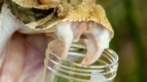 Gaboon Viper Facts and Pictures | Reptile Fact