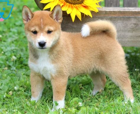 Shiba Inu Puppies For Sale | Puppy Adoption | Keystone Puppies