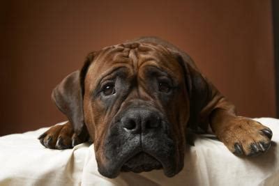 How Long Does it Take to Notice an Effect of Thyroid Medication in Dogs ...