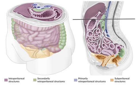 Retroperitoneal Space Organs