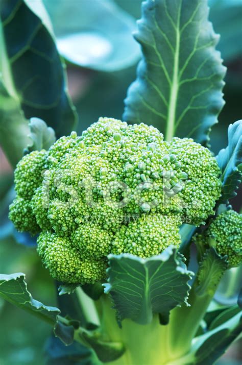 Broccoli Plant And Flower Stock Photo | Royalty-Free | FreeImages