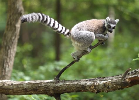 Ring-tailed Lemur - Duke Lemur Center