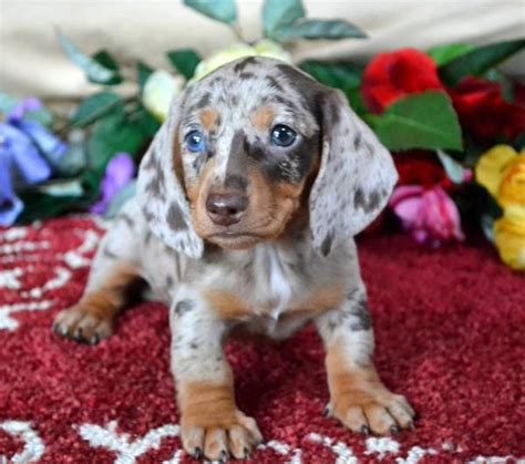 Blue And Tan Dapple Dachshund Puppies For Sale - Bleumoonproductions