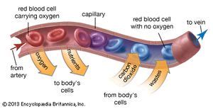 Capillary | anatomy | Britannica.com