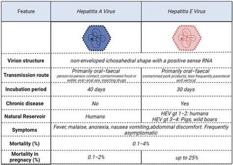 Viruses | Free Full-Text | Treatment Options for Hepatitis A and E: A ...