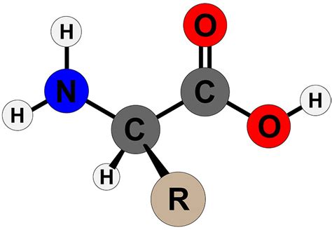 Biochemical Properties of Amino Acids - The Medical Biochemistry Page