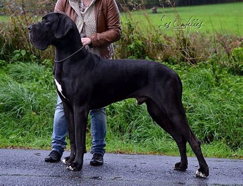 My next dog......black Great Dane!! Black Great Danes, Dog Breeds ...