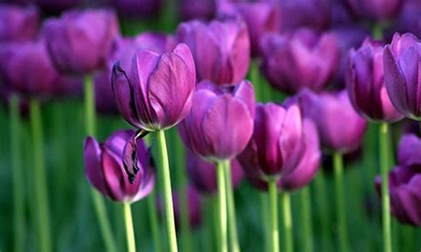 Hoa tulip tím | 1 loại hoa mang vẻ đẹp kiêu sa, huyền bí của một nữ hoàng