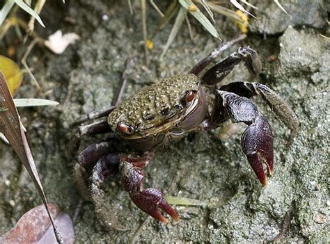 Mangrove crab - Alchetron, The Free Social Encyclopedia