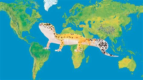 Where Do Leopard Geckos Come From? – Leopard Gecko Habitat