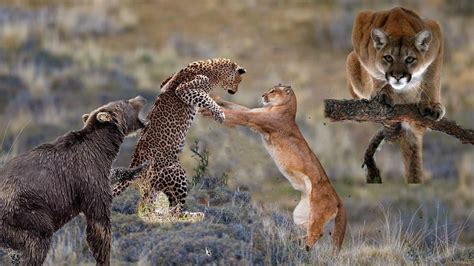 Puma - Amazing Interesting The Battle Between Puma And Cheetah In ...