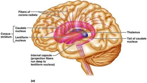 corpus striatum | - Neuroscience - | Pinterest