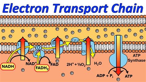 Electron Transport Chain | Introduction , Steps & Examples