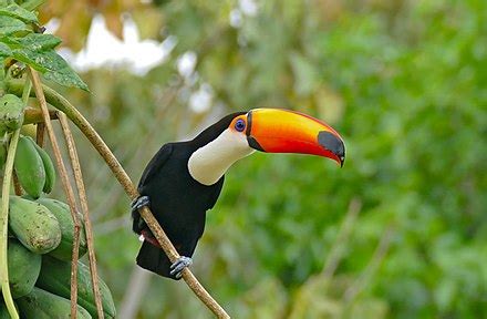 Toco toucan - Wikipedia