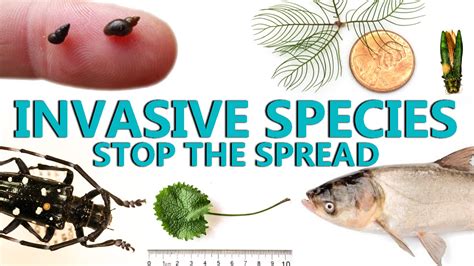 How To Control Invasive Species - Staybite11