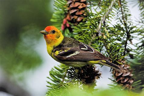 Western Tanager | Birds, Pretty birds, Beautiful birds