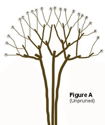 Pruning Instructions For A Crape Myrtle Tree | Myrtle tree, Crape ...