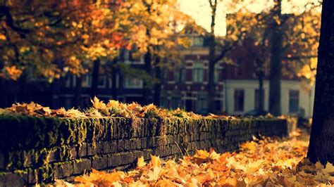 Autumn in the city - Autumn Photo (35392312) - Fanpop