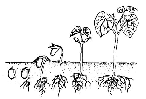 13. Propagation | NC State Extension Publications