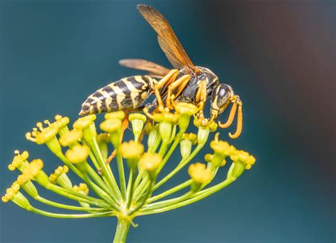 Hornet sting: symptoms, treatments, allergy – Archyde