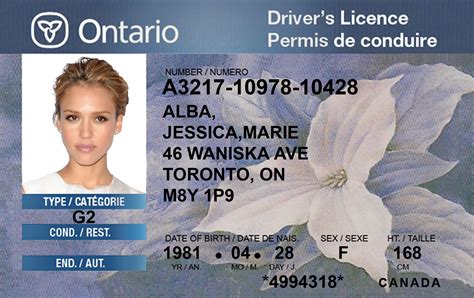 Fake drivers license template free - mazcentre