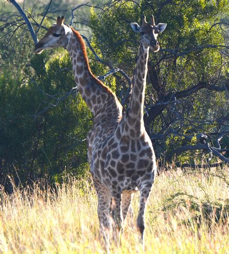 Two headed Giraffe. by Coen | ePHOTOzine