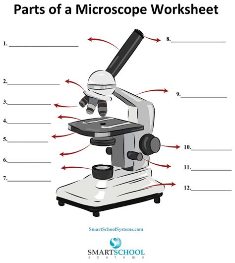 Microscope Review Diagram | Quizlet