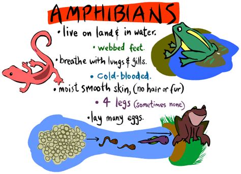 Third Grade Miróbriga: Amphibians