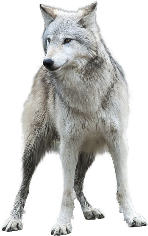 Collection of HQ Wolf PNG. | PlusPNG