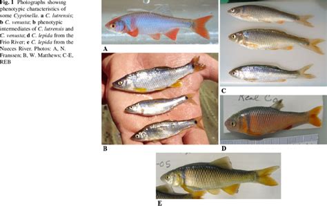 Photographs showing phenotypic characteristics of some Cyprinella. a C ...