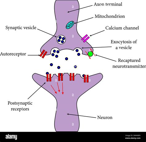 An axon terminal is transmitting a signal to neuron.Vector illustration ...