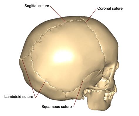 The Bones of the Skull | Human Anatomy and Physiology Lab (BSB 141)