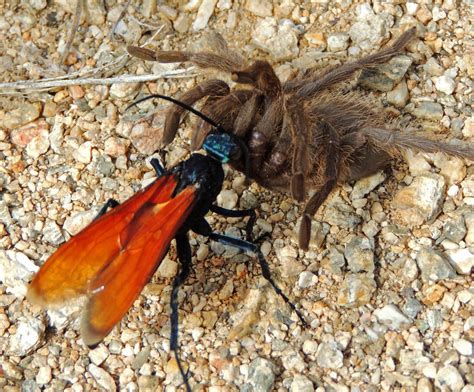 Stung By 83 Different Insects, Biologist Rates His Pain On A Scale Of 1 ...