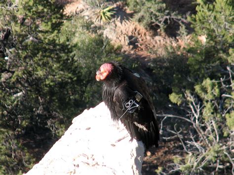 We're Here Now: Grand Canyon Wildlife