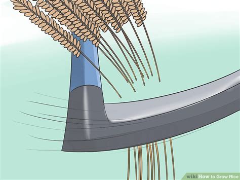 How to Grow Rice (with Pictures) - wikiHow